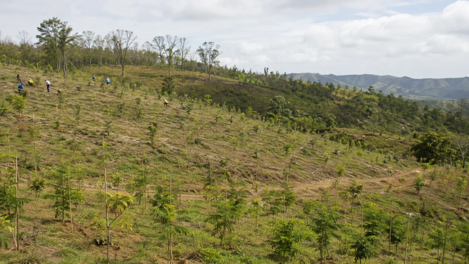 Afforestation: Meaning, Benefits, Examples and Why the Right Land Matters