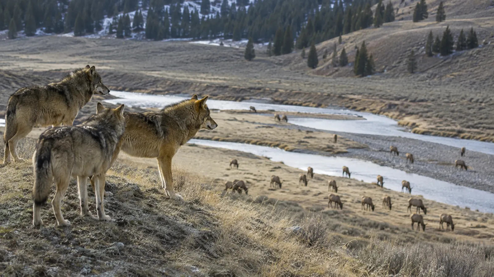 Predators in Ecosystems: Their Role in Food Webs, Trophic Cascades and Biodiversity