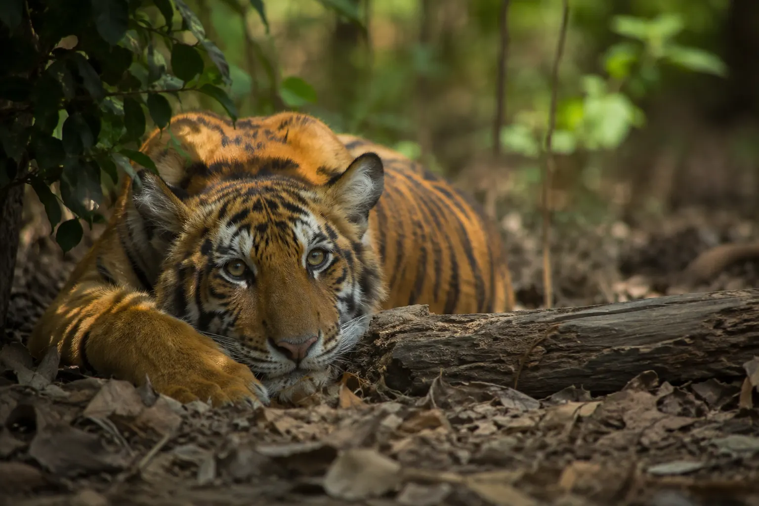 What Is an Endangered Species? How Extinction Risk Is Measured