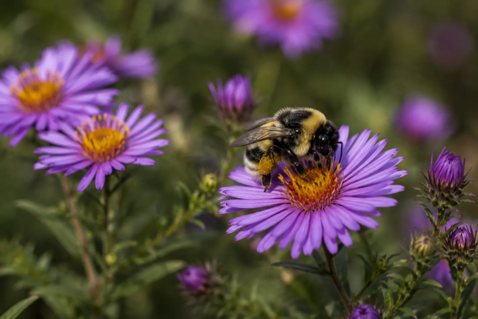 Why Bees Matter: Pollination, Biodiversity and the Food We Grow