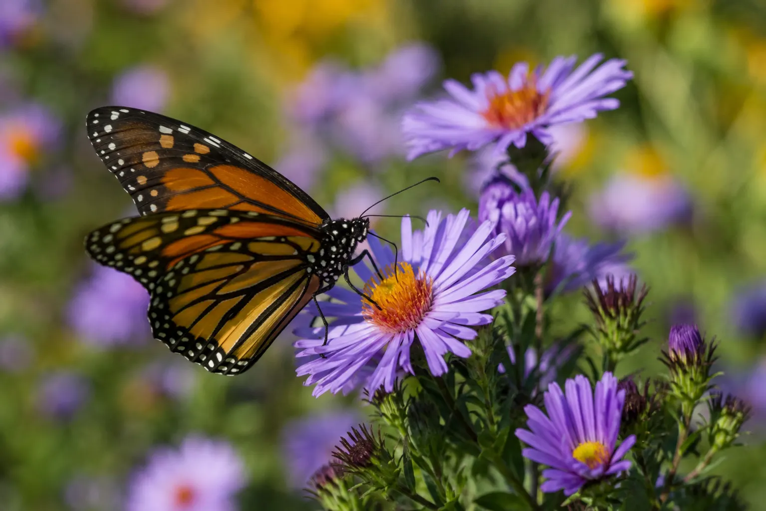 Why Pollinators Matter: The Hidden Work Behind Seeds, Fruit and Biodiversity