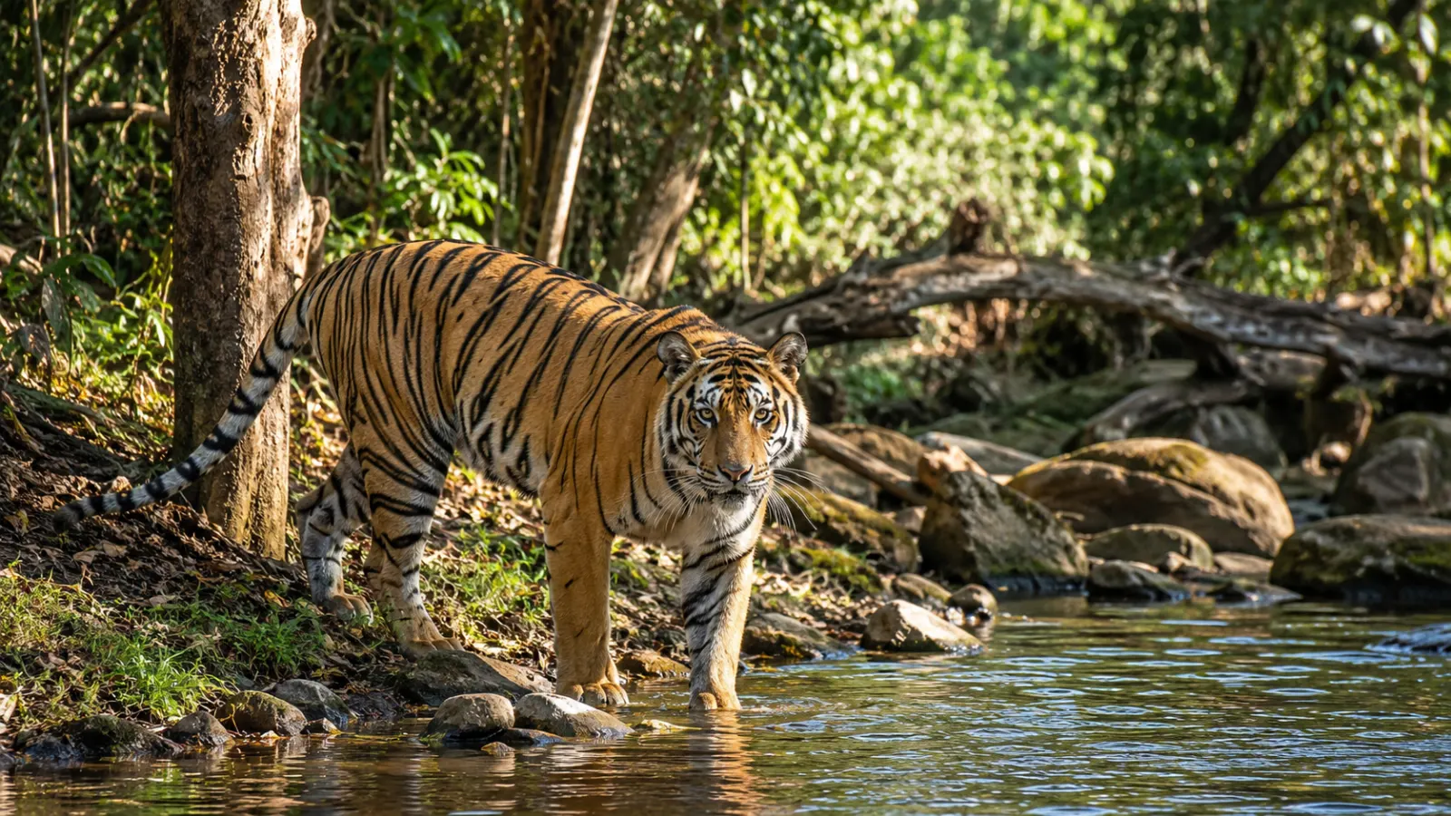 Wildlife Conservation: Meaning, Methods, Importance and Challenges